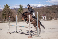 Vente de poney